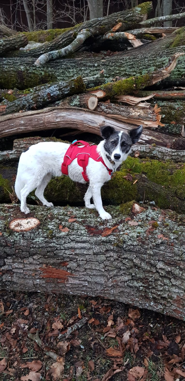 Lillyfee, an Eastern European Village Dog tested with EmbarkVet.com