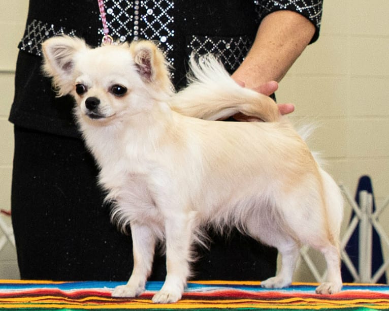 Camilla, a Chihuahua tested with EmbarkVet.com