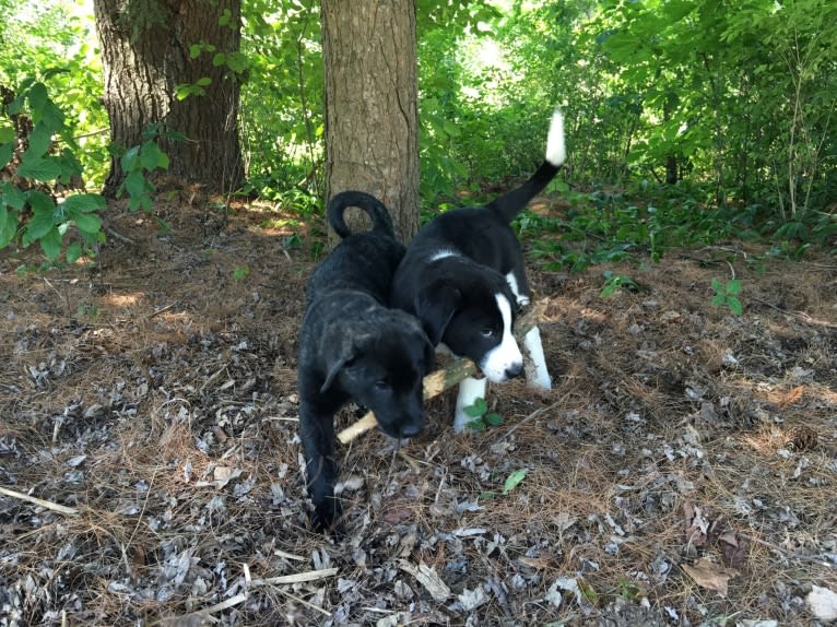 Ula, a Labrador Retriever and Saint Bernard mix tested with EmbarkVet.com