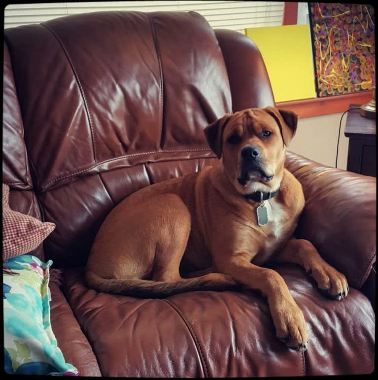 Ned, an American Bulldog and Rottweiler mix tested with EmbarkVet.com