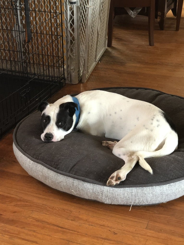 Wolfie, an American Pit Bull Terrier and Australian Shepherd mix tested with EmbarkVet.com