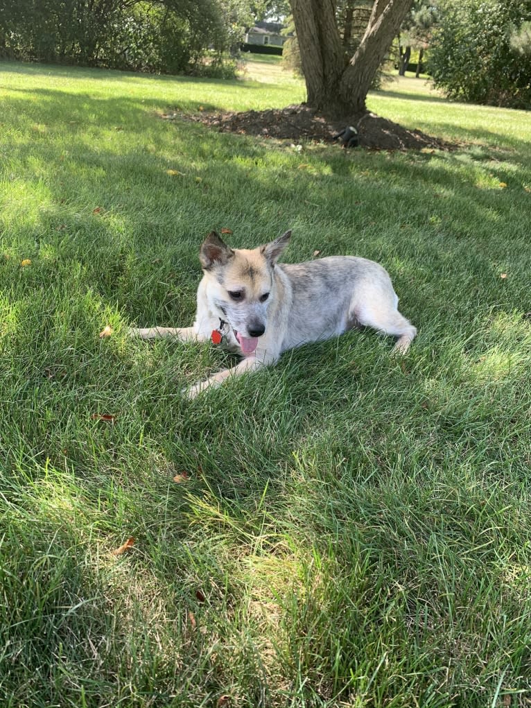 Macey, an Australian Cattle Dog and Chihuahua mix tested with EmbarkVet.com