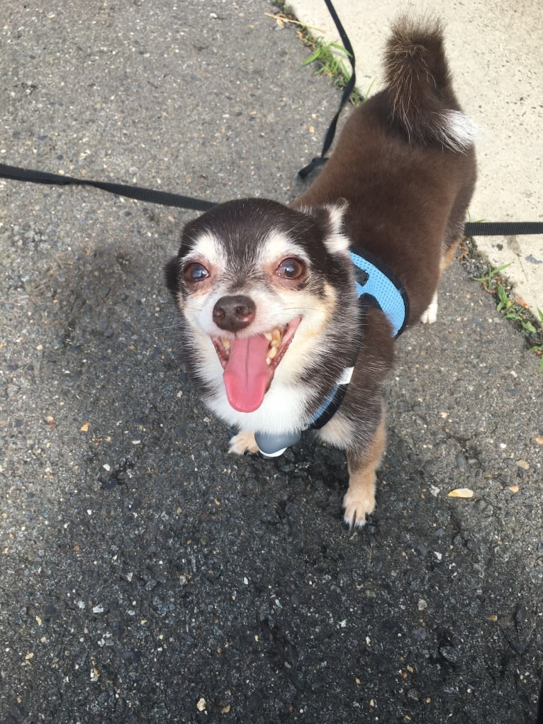 Mustafa, a Pomchi tested with EmbarkVet.com