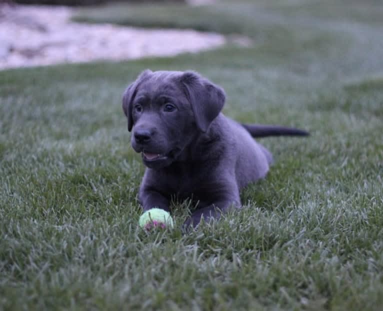 Millie, a Labrador Retriever tested with EmbarkVet.com