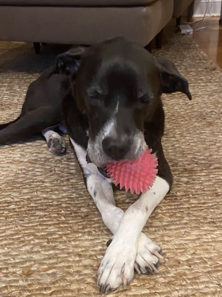 Thor, an American Pit Bull Terrier and Australian Cattle Dog mix tested with EmbarkVet.com