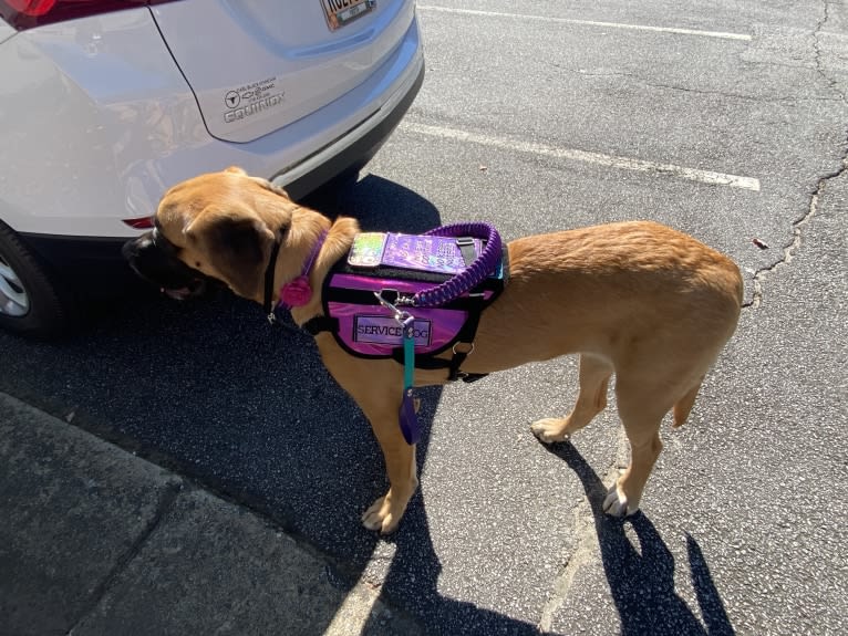 Zoey, a Saint Bernard and Mastiff mix tested with EmbarkVet.com