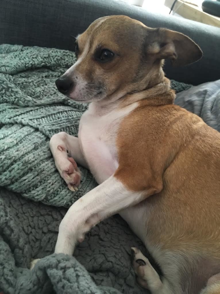 Dingo chihuahua mix discount