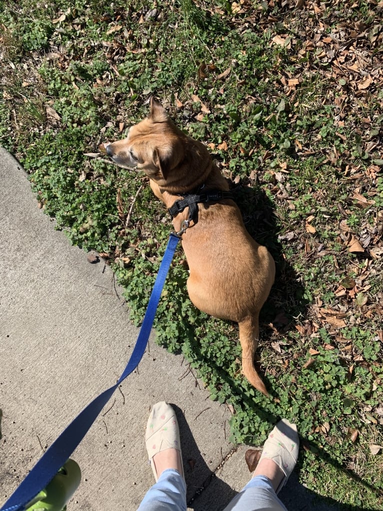 Dougie, a Chihuahua and Dachshund mix tested with EmbarkVet.com