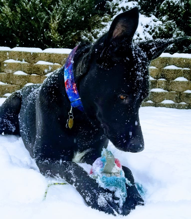 Rowan, a German Shepherd Dog and American Pit Bull Terrier mix tested with EmbarkVet.com