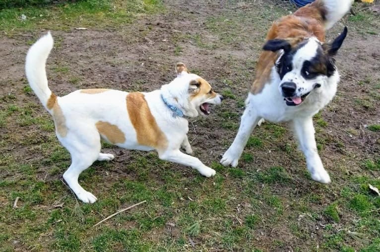 Akatsuki, an Alaskan Malamute and American Pit Bull Terrier mix tested with EmbarkVet.com