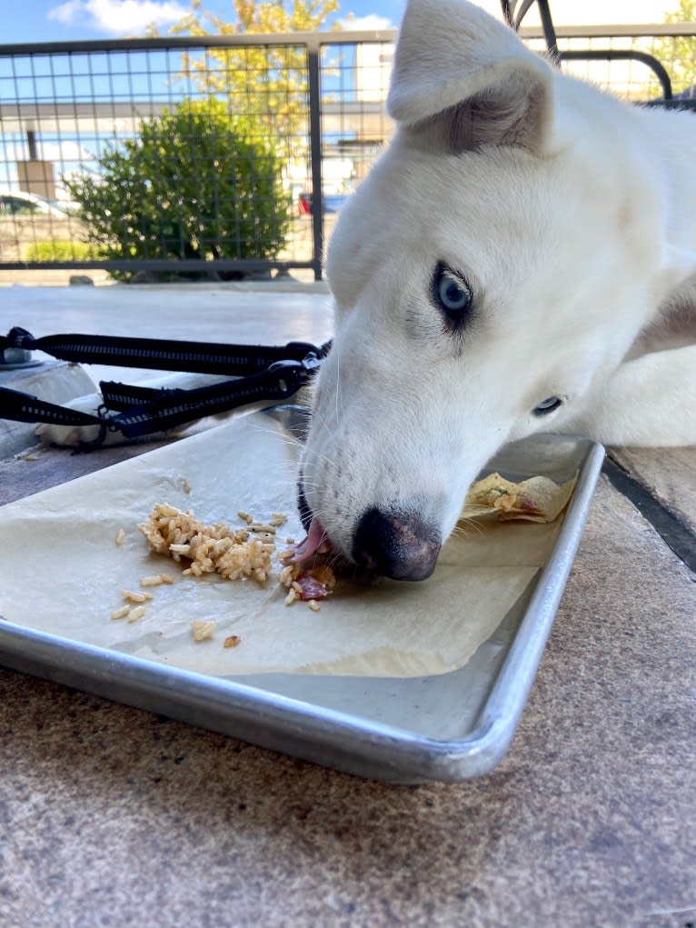 Dash, a Gerberian Shepsky (12.7% unresolved) tested with EmbarkVet.com