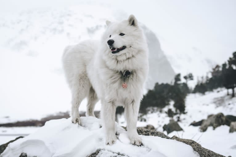 Atlas, a Samoyed tested with EmbarkVet.com