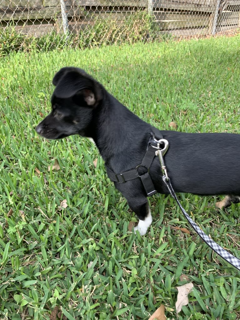 Digby, a Chihuahua and Russell-type Terrier mix tested with EmbarkVet.com