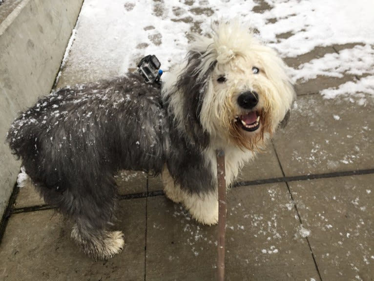 Winston, an Old English Sheepdog tested with EmbarkVet.com