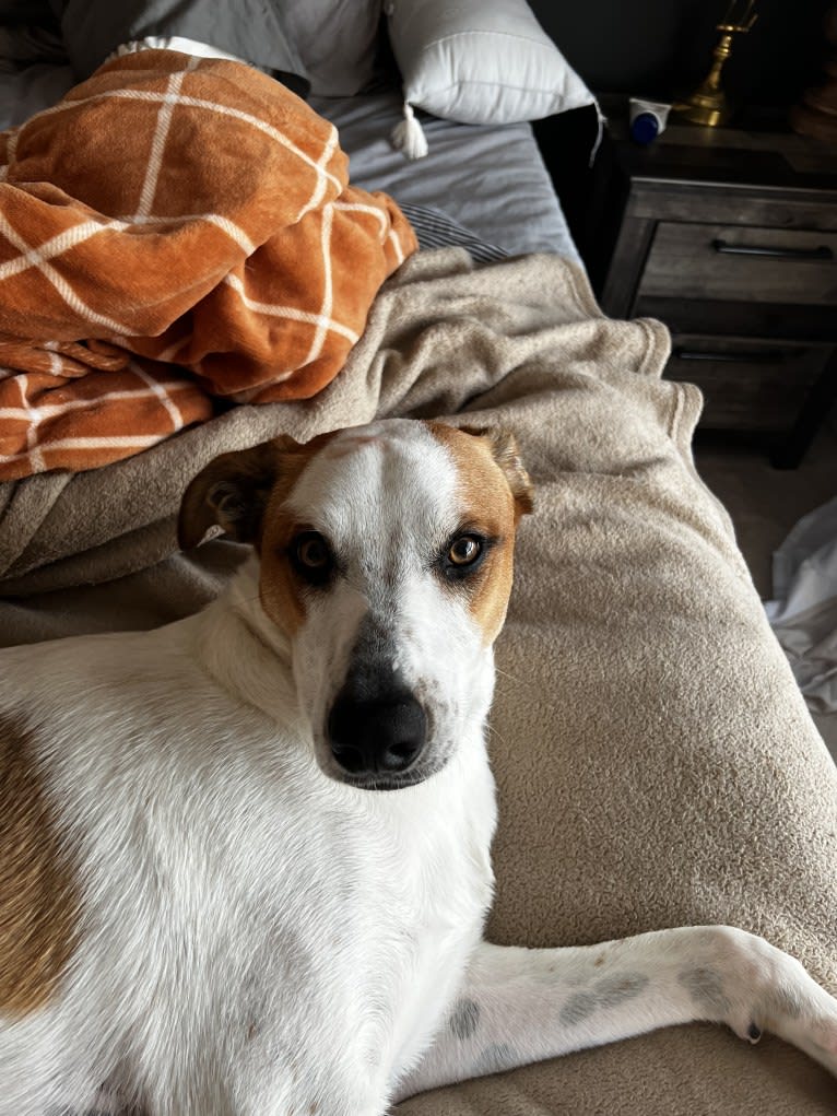 Wilson Wayhart, a Boxer and German Shepherd Dog mix tested with EmbarkVet.com