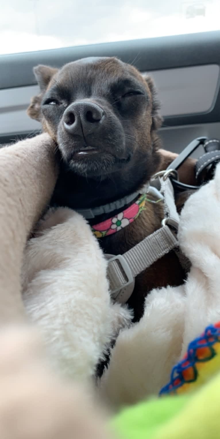 Doobie, a Chihuahua and Dachshund mix tested with EmbarkVet.com