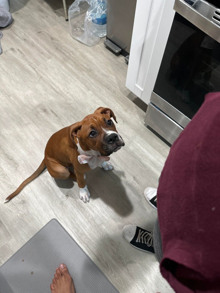 Nayeli "Nellie" Inara, a Boxer (6.5% unresolved) tested with EmbarkVet.com