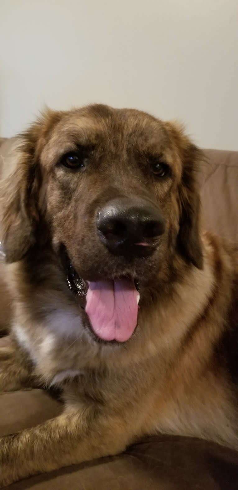 Calvin, a Maremma Sheepdog and Saint Bernard mix tested with EmbarkVet.com