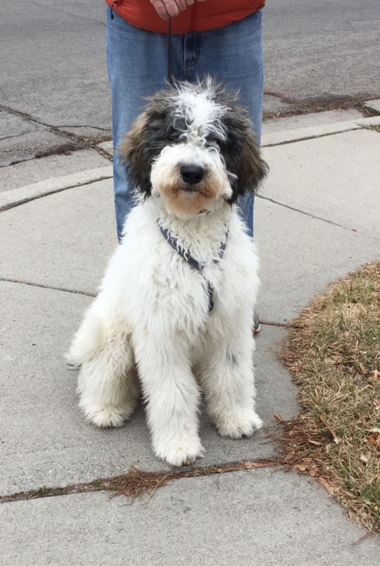 Remmy, a Goldendoodle tested with EmbarkVet.com
