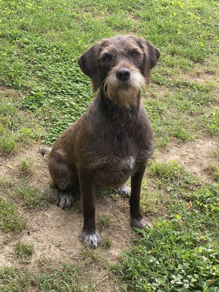 Tikka, a Pudelpointer tested with EmbarkVet.com