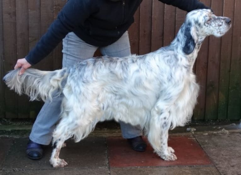 David, an English Setter tested with EmbarkVet.com