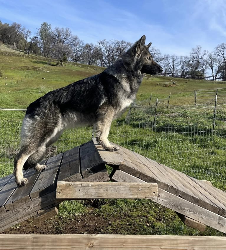XENA, a White Shepherd tested with EmbarkVet.com
