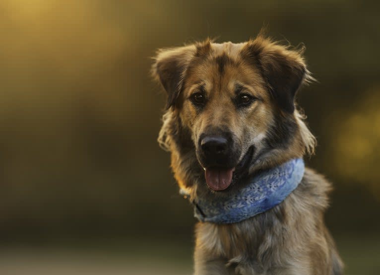 Journey, a Chinese Village Dog tested with EmbarkVet.com