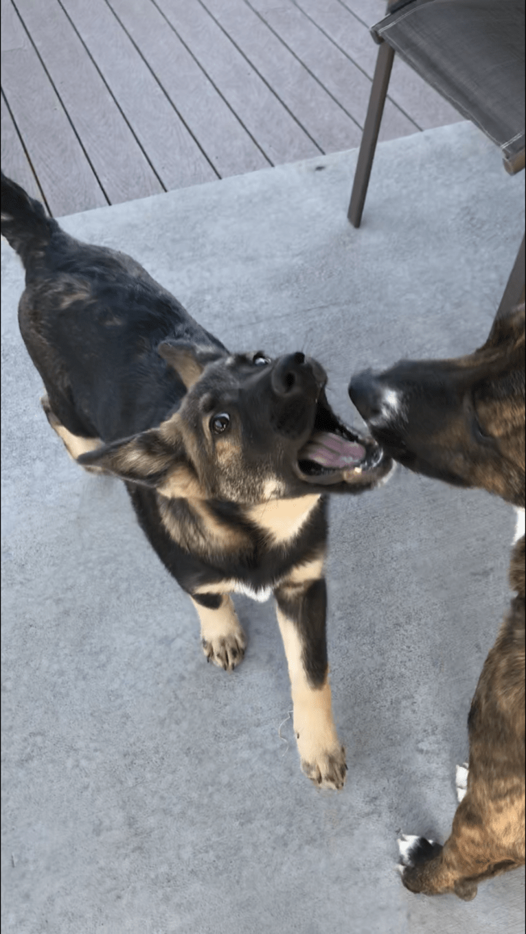 Echo, a German Shepherd Dog and Siberian Husky mix tested with EmbarkVet.com