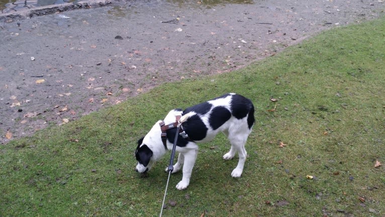 Kilida, an Eastern European Village Dog tested with EmbarkVet.com