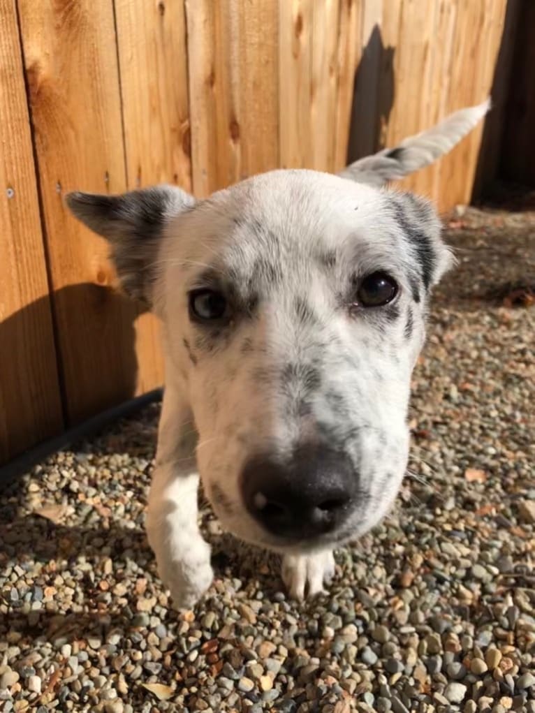 Pepper, a Border Collie and Australian Cattle Dog mix tested with EmbarkVet.com