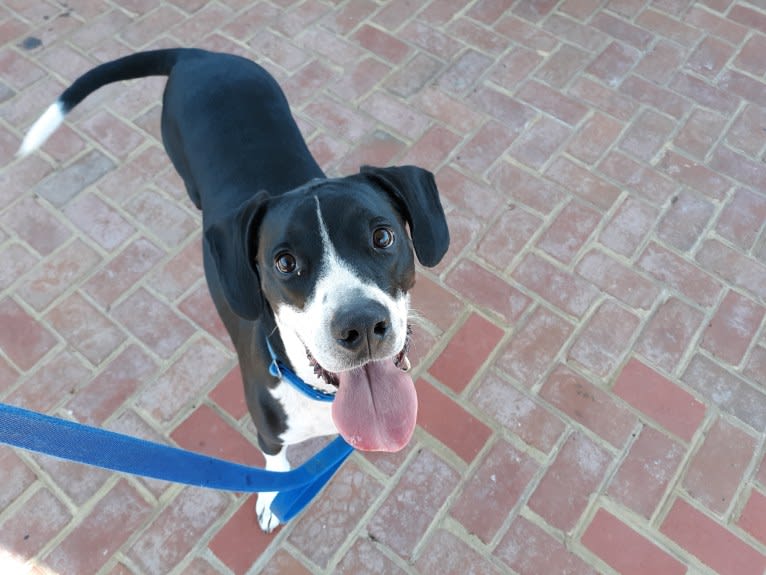 Fletcher, an American Pit Bull Terrier and Bernese Mountain Dog mix tested with EmbarkVet.com