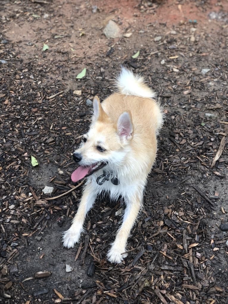 Bruno, a Pomeranian and Miniature Schnauzer mix tested with EmbarkVet.com