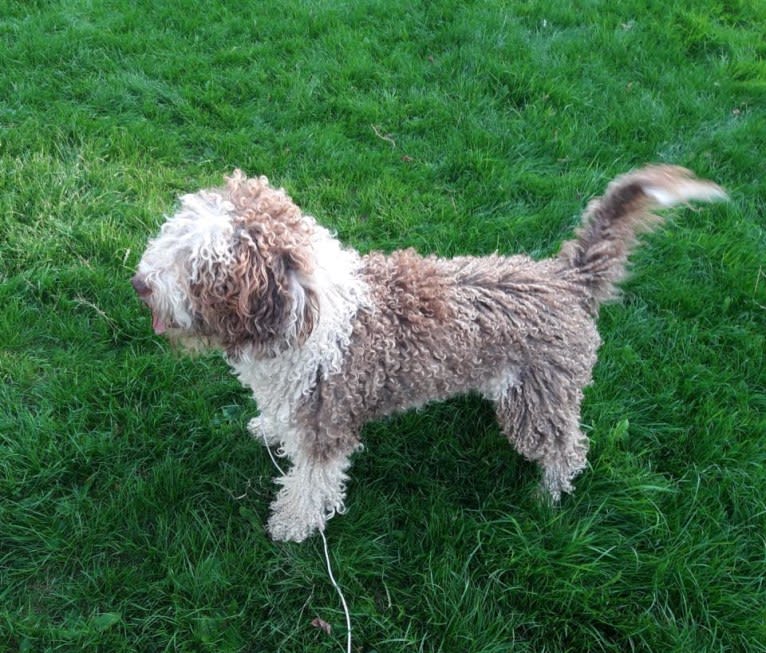 Mocca, a Spanish Water Dog tested with EmbarkVet.com