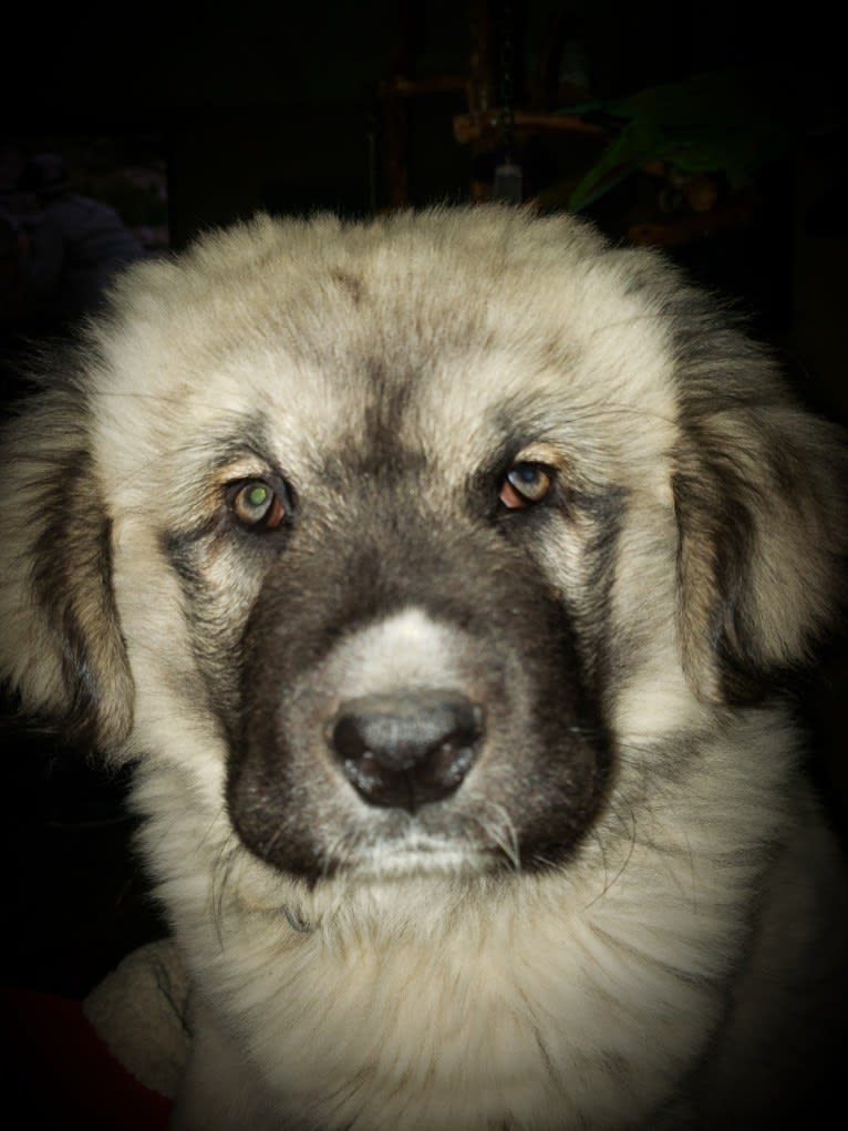 Vladimir, a Caucasian Ovcharka tested with EmbarkVet.com