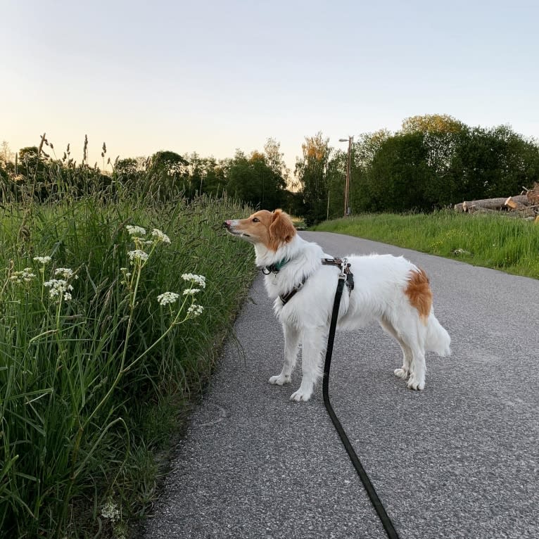 Hjalmar, a Border Collie and Russell-type Terrier mix tested with EmbarkVet.com