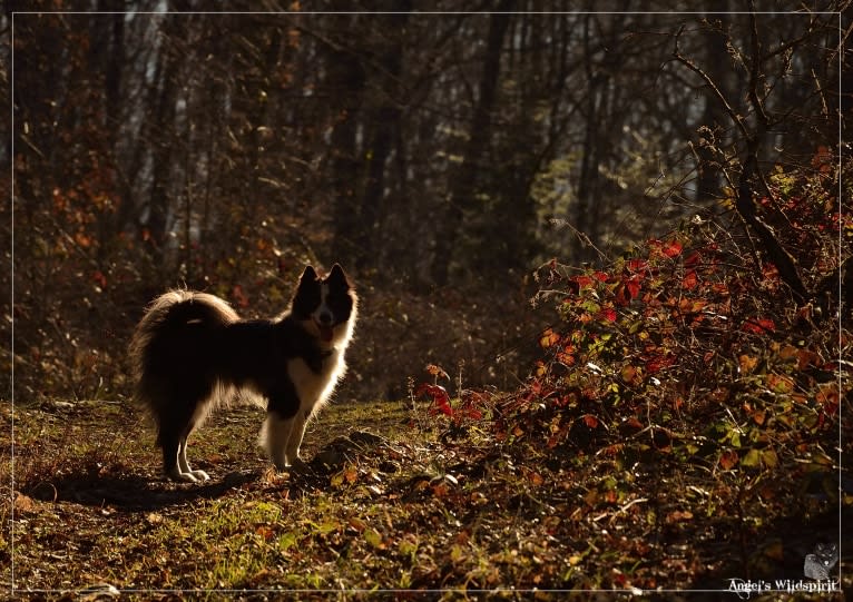 Shayan, a Yakutian Laika tested with EmbarkVet.com