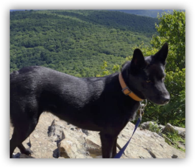 Sirius Black, a German Shepherd Dog and Chow Chow mix tested with EmbarkVet.com