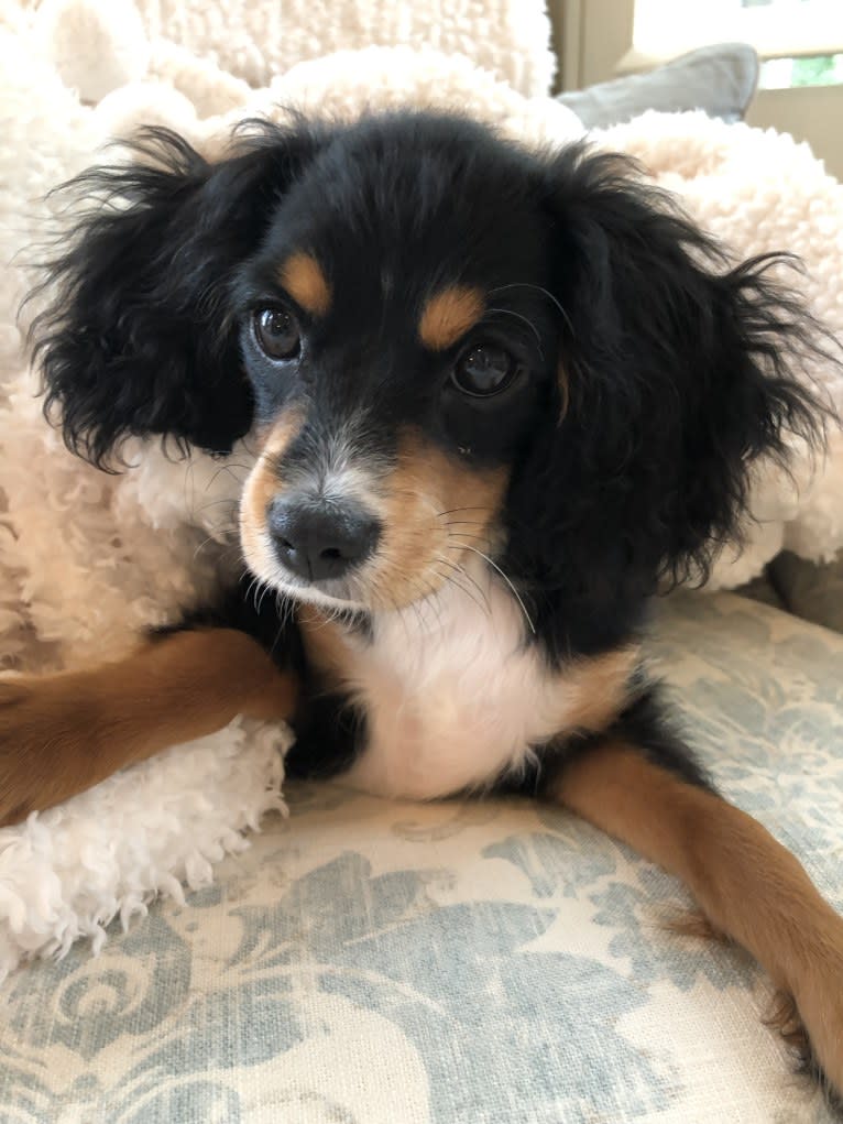 Prince, a Cavalier King Charles Spaniel and Poodle (Small) mix tested with EmbarkVet.com