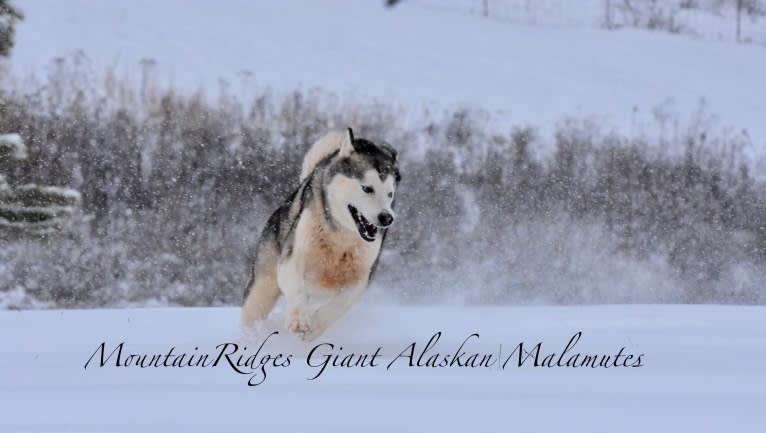 Miya, an Alaskan Malamute tested with EmbarkVet.com