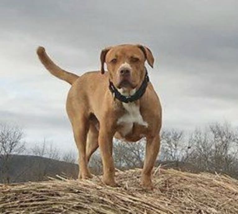 Galen, an American Pit Bull Terrier and Chow Chow mix tested with EmbarkVet.com