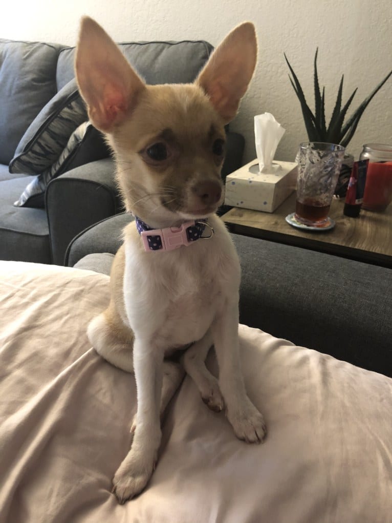 Ginny, a Chihuahua and Shih Tzu mix tested with EmbarkVet.com
