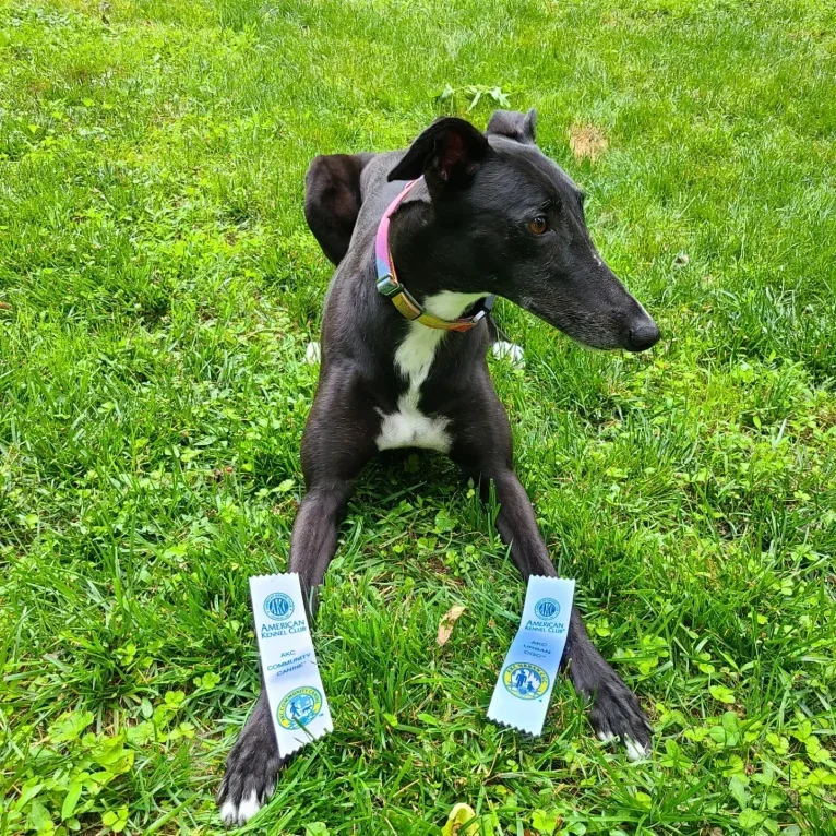 Birch, a Greyhound tested with EmbarkVet.com