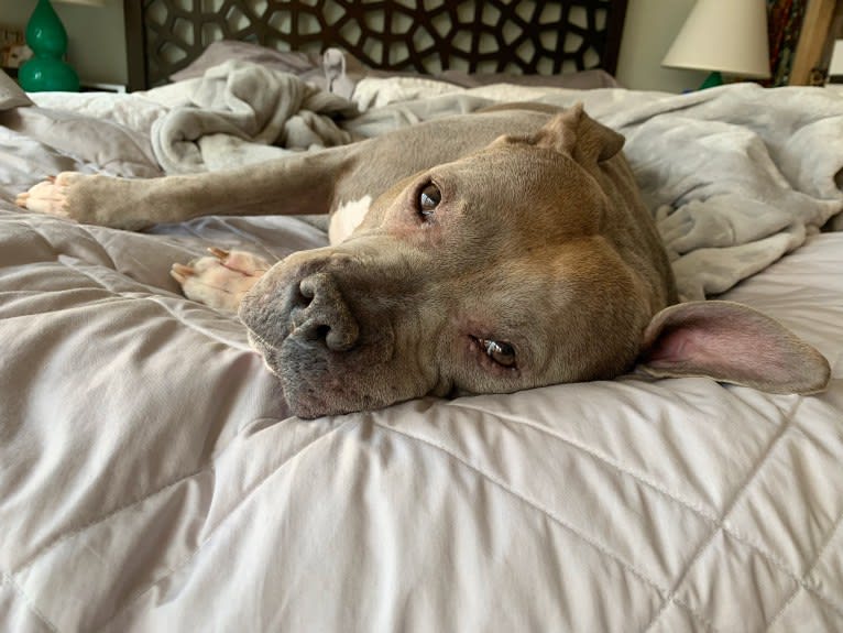 Stevie Nicks, an American Staffordshire Terrier tested with EmbarkVet.com