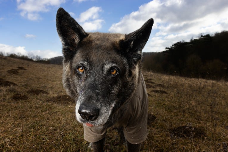 Tanis, an European Village Dog tested with EmbarkVet.com