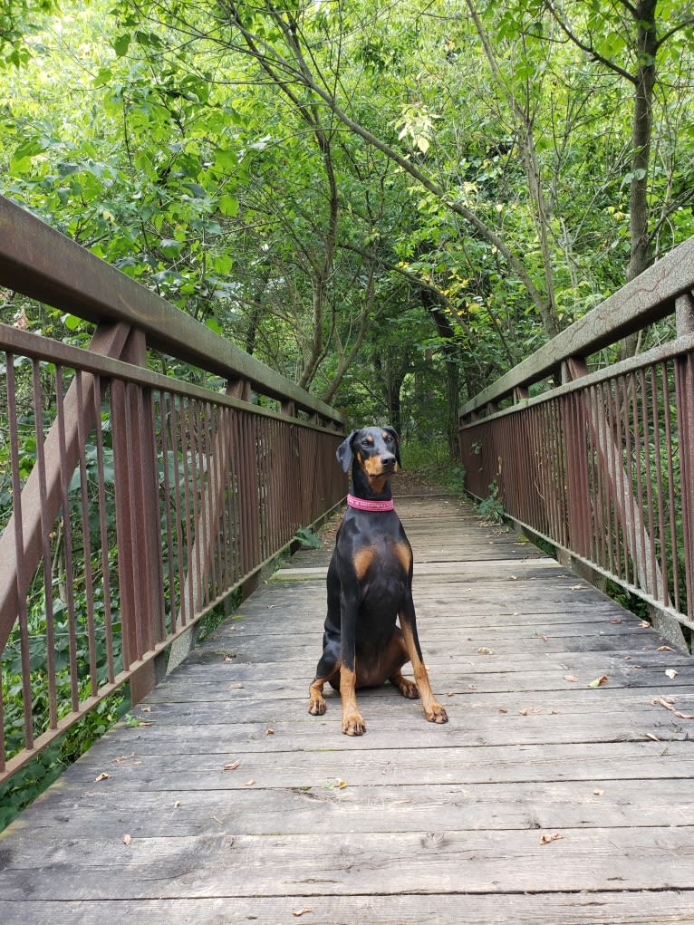 Halo, a Doberman Pinscher tested with EmbarkVet.com