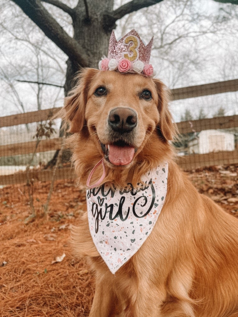 Marley, a Golden Retriever tested with EmbarkVet.com