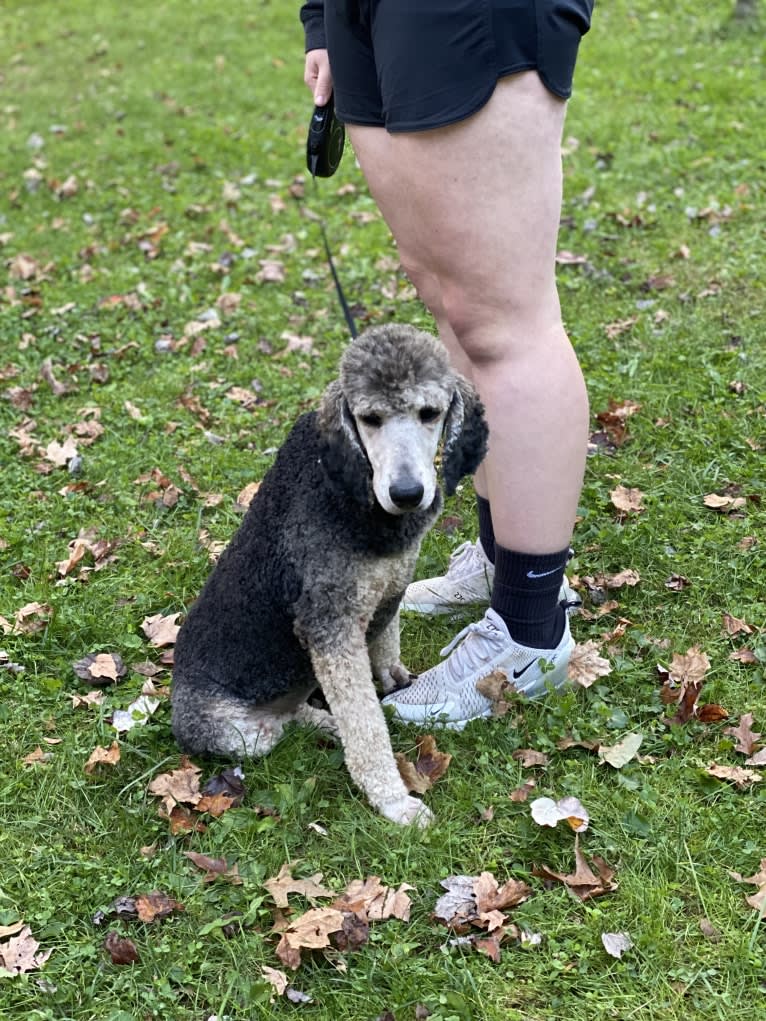 Journey, a Poodle (Standard) tested with EmbarkVet.com