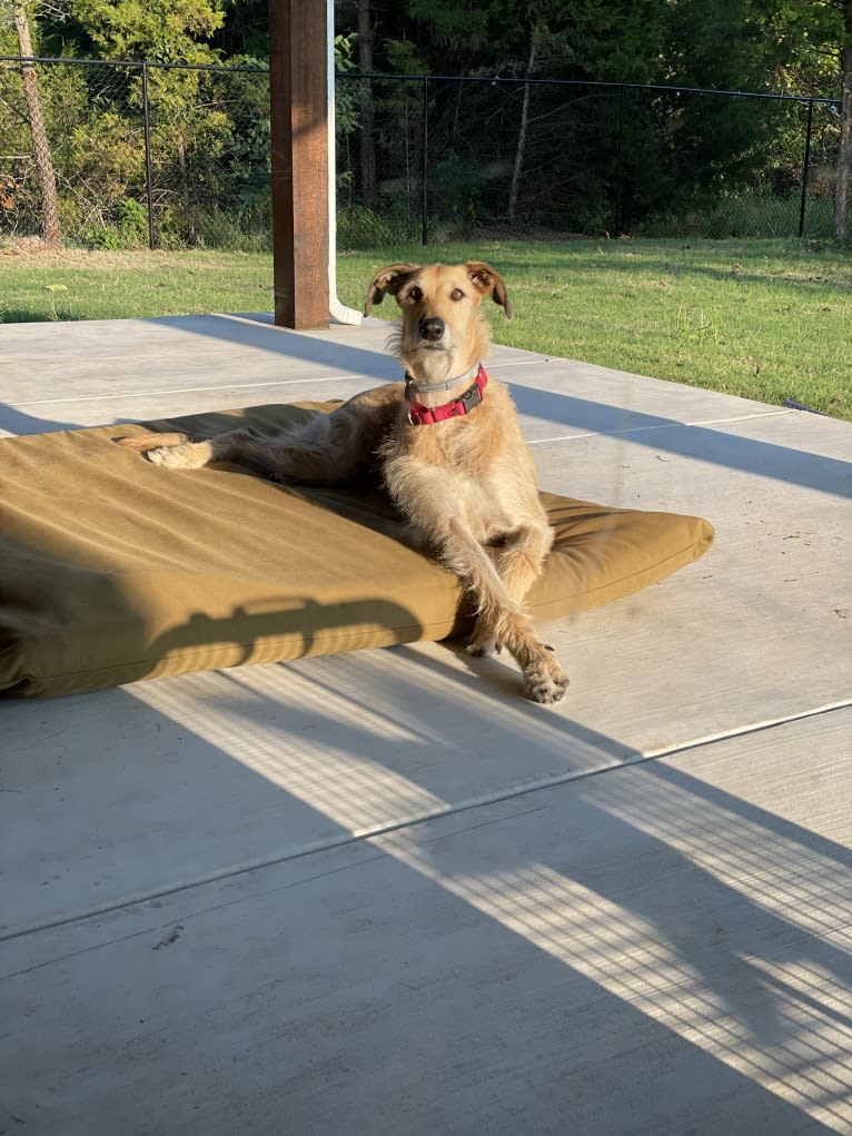 Gregor, a Greyhound and German Shorthaired Pointer mix tested with EmbarkVet.com