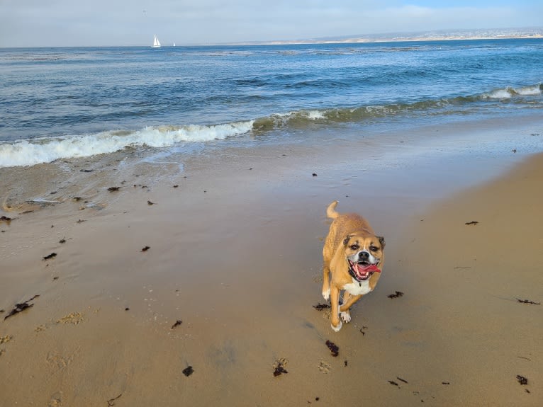 Kiah, an Australian Shepherd and Boxer mix tested with EmbarkVet.com