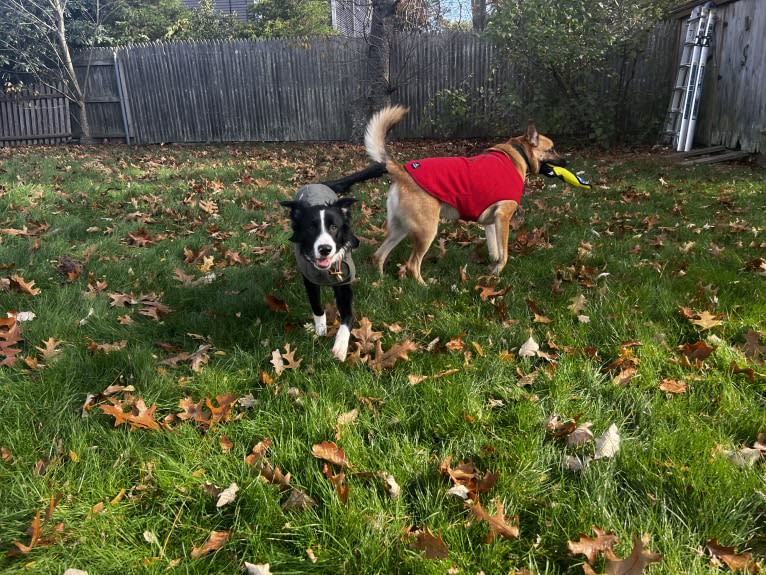 DDF Arlo, a Border Collie tested with EmbarkVet.com